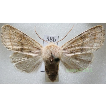 Orthosia cerasi (Fabricius, 1775) Czech58b
